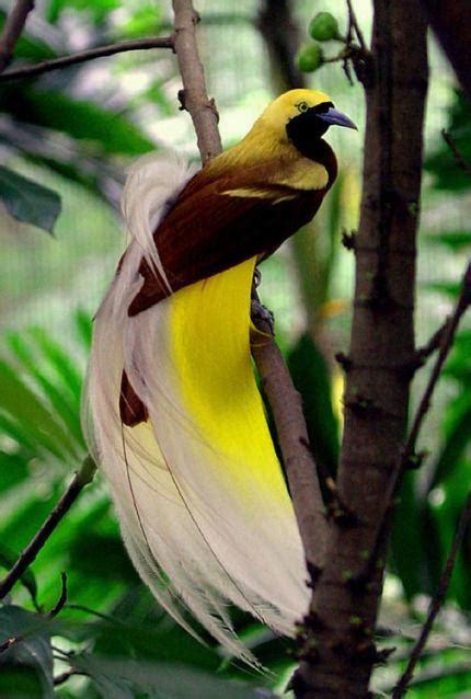 天堂鳥 鳥類|世界上最美的鳥類「天堂鳥」